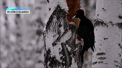 Житель Челябинска увидел самого крупного дятла России