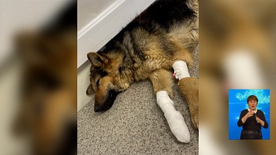 Неизвестные скинули собаку из окна