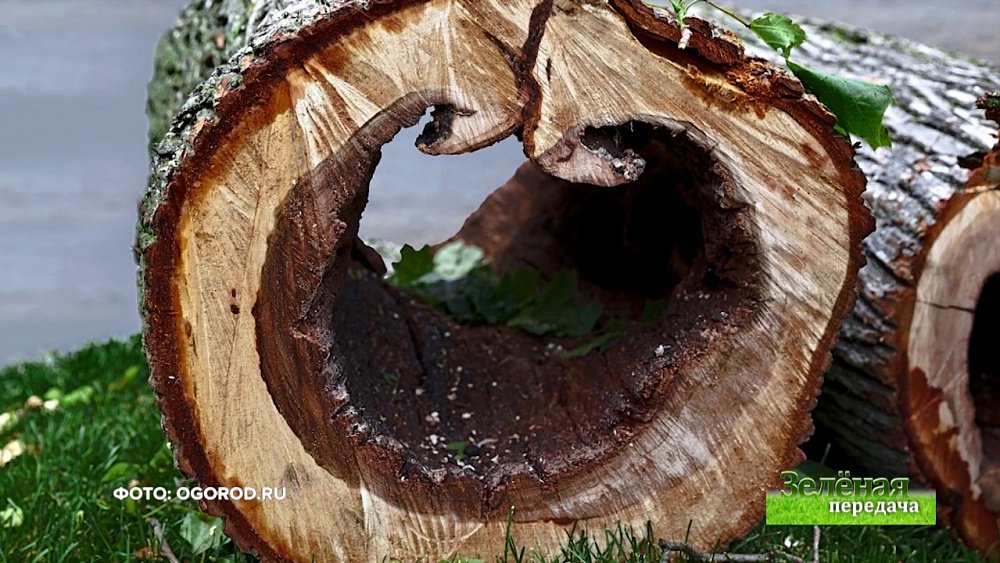 Зеленая передача 28.01.2021