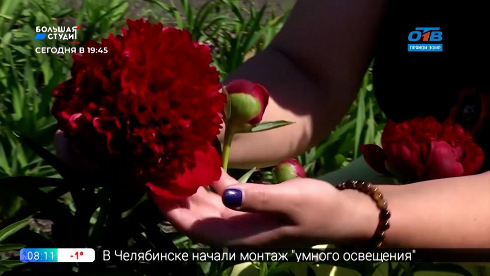 Руки садовода — выбираем пионы