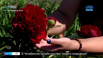 Руки садовода — выбираем пионы