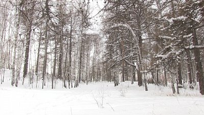 Неизвестные вырубили 100-летние лиственницы