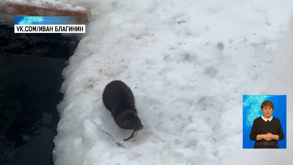 Зверек ворует рыбу из Тургояка