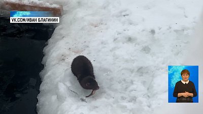 Зверек ворует рыбу из Тургояка