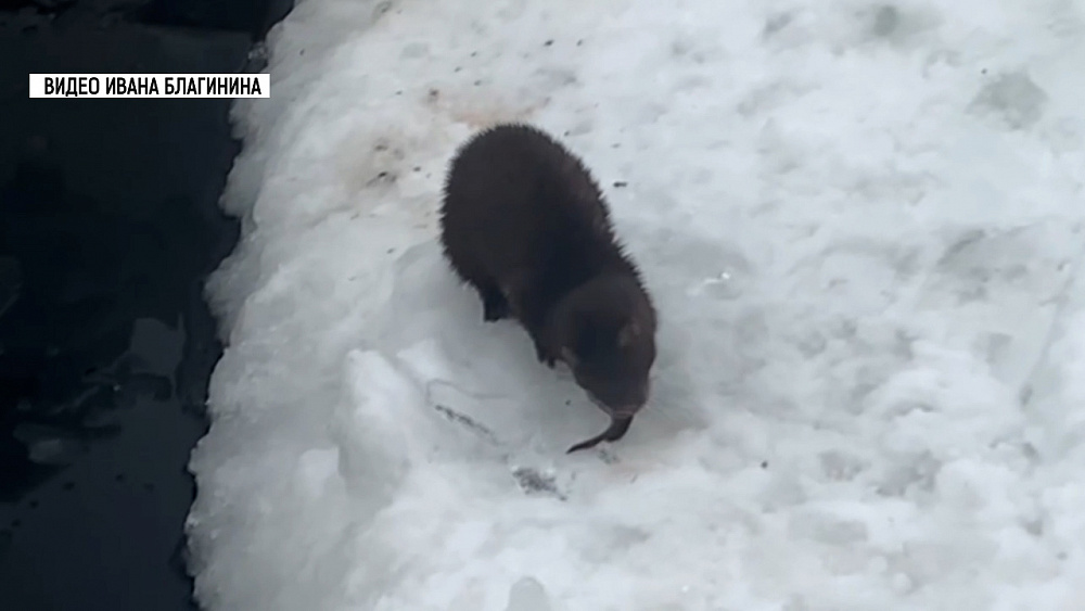 Миасцы на озере Инышко встретили хорька