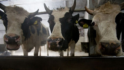 В Челябинской области изменились правила получения аграриями субсидий