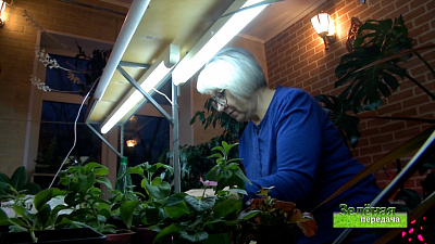 Зеленая передача 04.02.2021