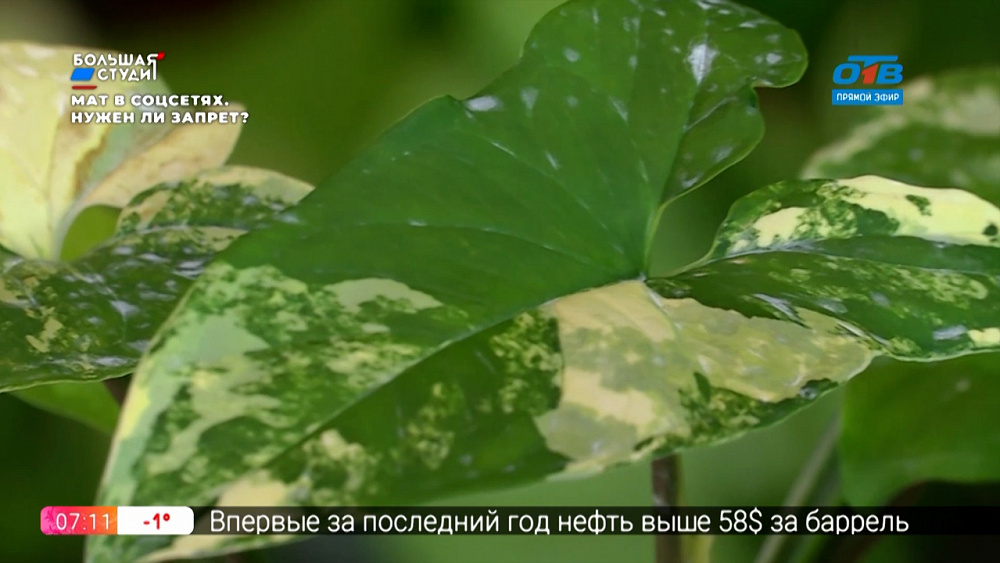 Руки садовода — Уход за комнатными цветами зимой