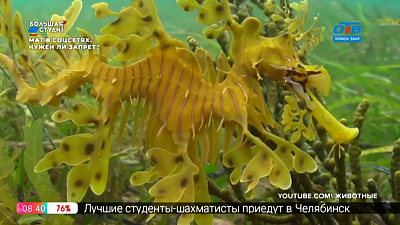 Чей хвост? — Лиственный морской дракон