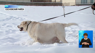 Челябинцы спасают пса от ожирения