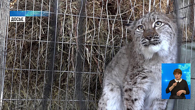 Рысь вышла к железнодорожным путям