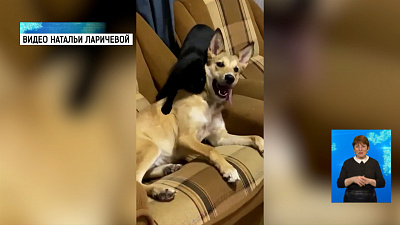 Челябинка случайно нашла украденную собаку