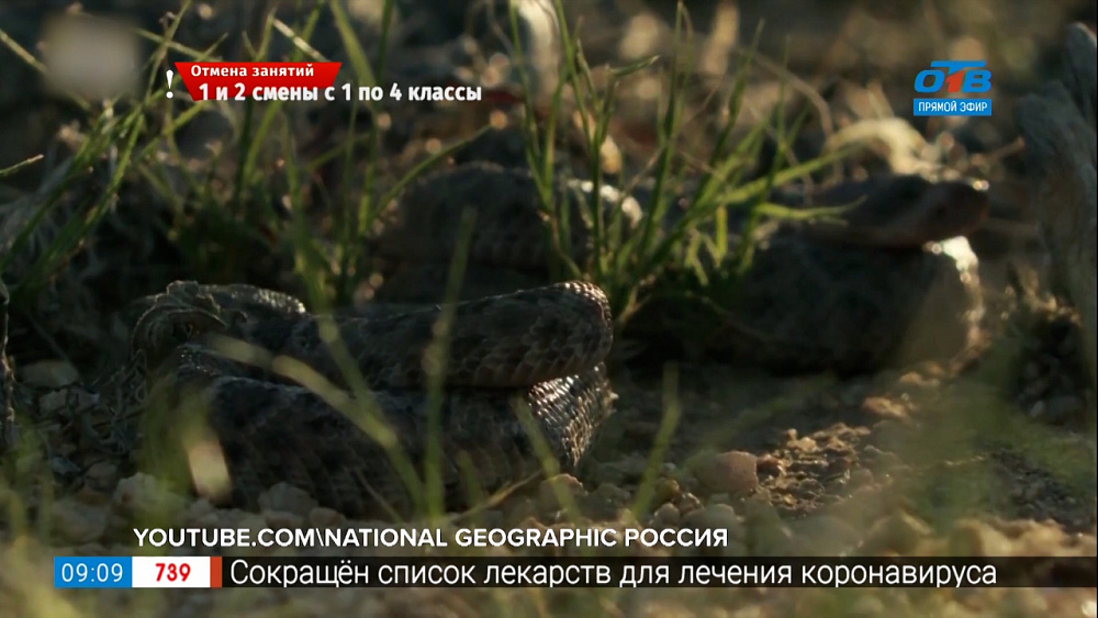 Чей хвост — Гремучая змея