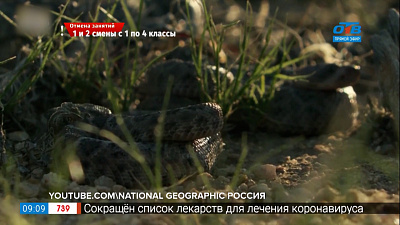 Чей хвост — Гремучая змея