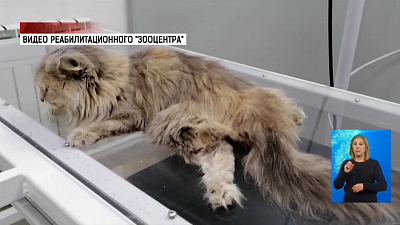 Кошка выпала из окна 6-го этажа