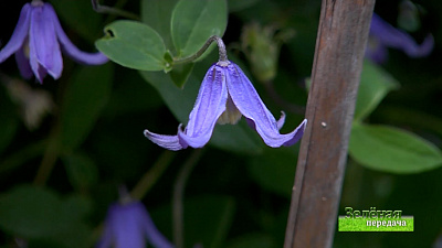 Зеленая передача 11.02.2021