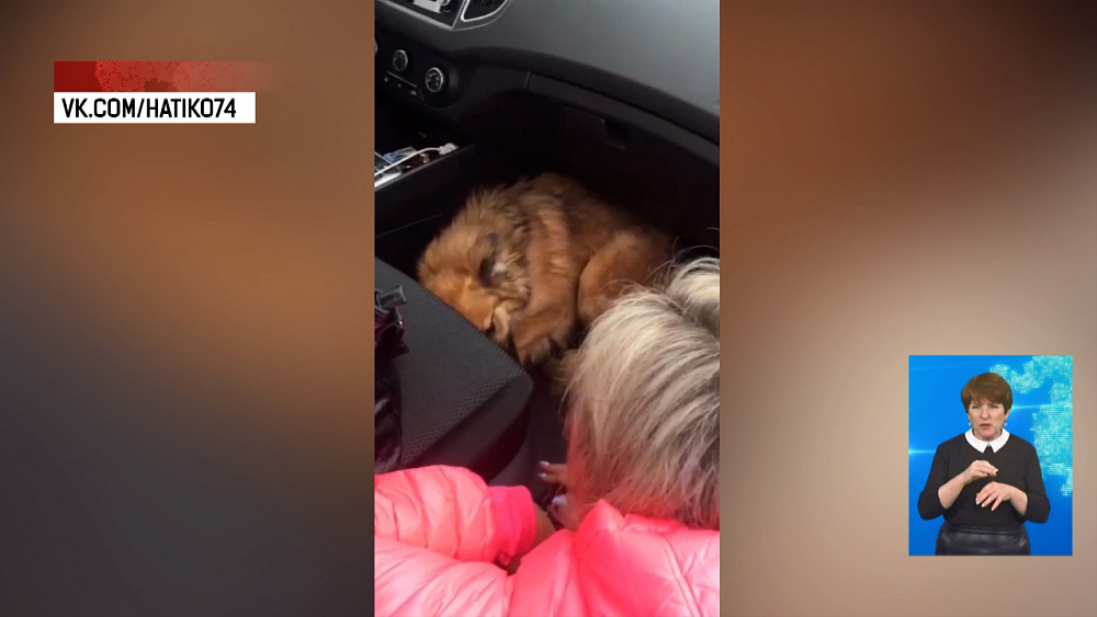 Зоозащитники спасли собак