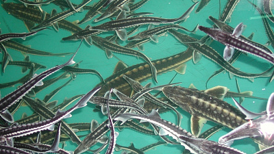 Челябинская «Бионика» вложит свыше 5 млрд рублей в запуск завода в Башкирии