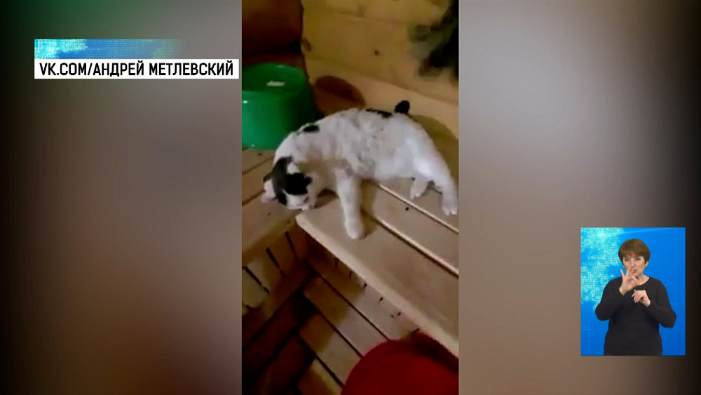 Кот из Миасса любит париться в бане