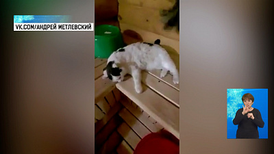 Кот из Миасса любит париться в бане