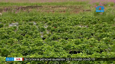 Руки садовода — Выбираем сорта земляники