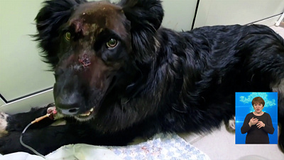 На трассе нашли собаку с простреленной головой