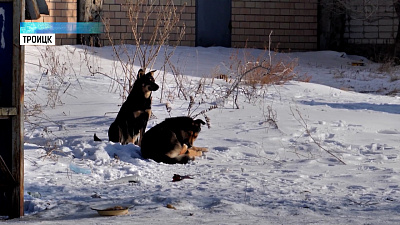 Стая собак напала на детей