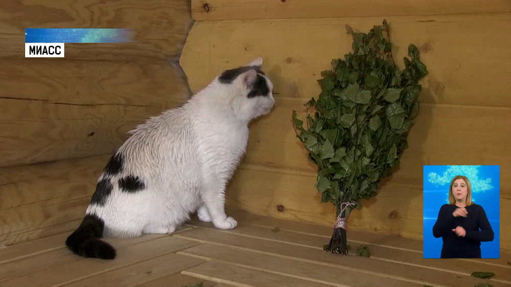 Кот из Миасса ходит париться в баню