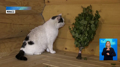 Кот из Миасса ходит париться в баню