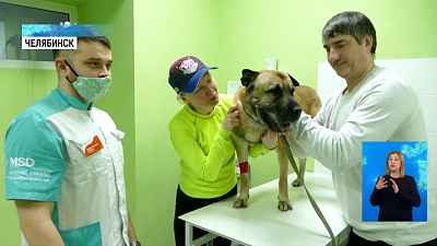 Бывший хозяин Грея пытается вернуть пса