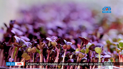 Сюжет «Микрозелень»