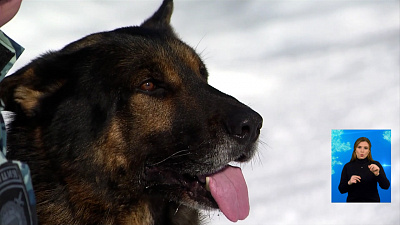 Пёс нашёл украденные вещи и преступника