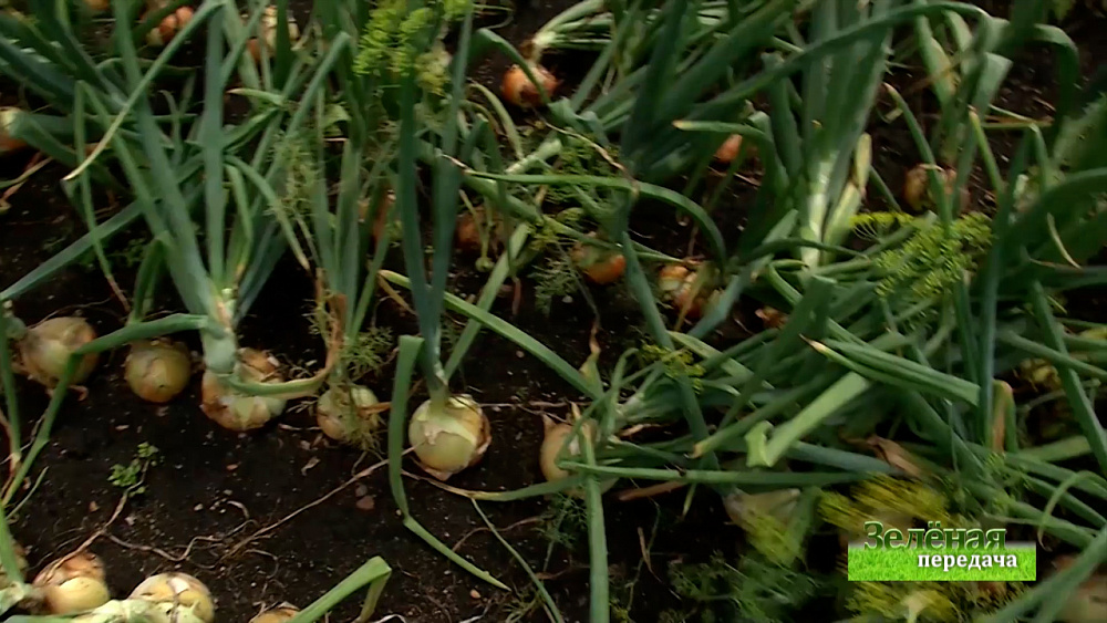 Зеленая передача 18.02.2021