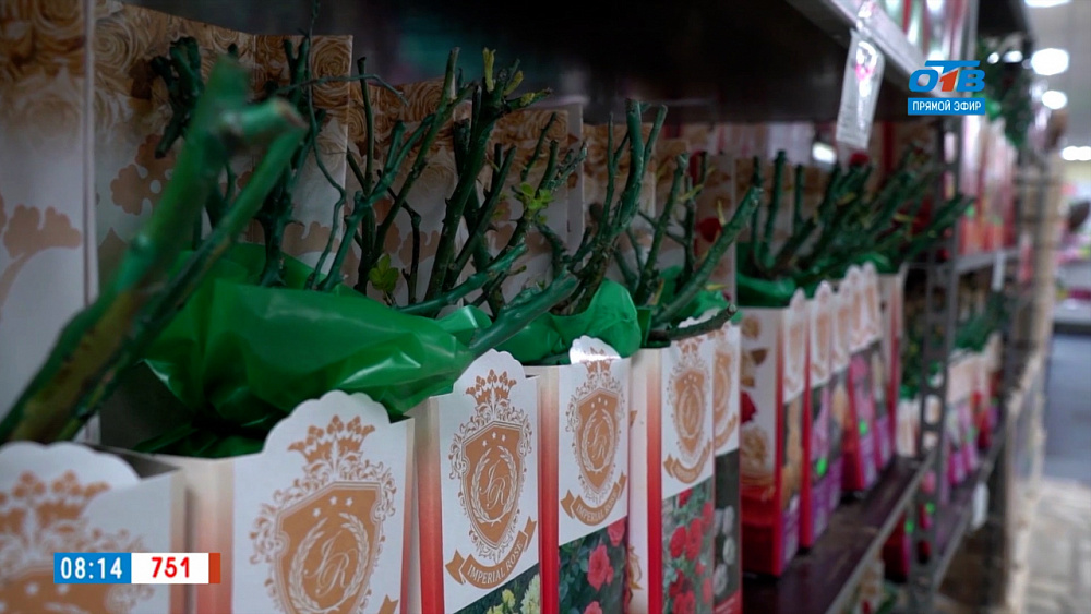 Руки садовода — Как выбрать саженцы розы