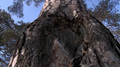 В Миассе нашли дерево со старинной надписью