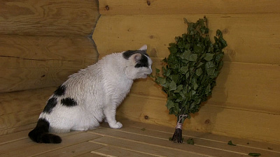 Кот из Миасса ходит париться в баню