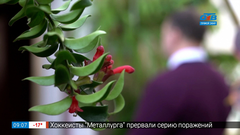 Руки садовода — Сроки высадки рассады