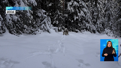 В Юрюзани заметили волков