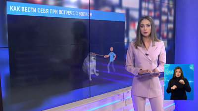 Как вести себя при встрече с волком