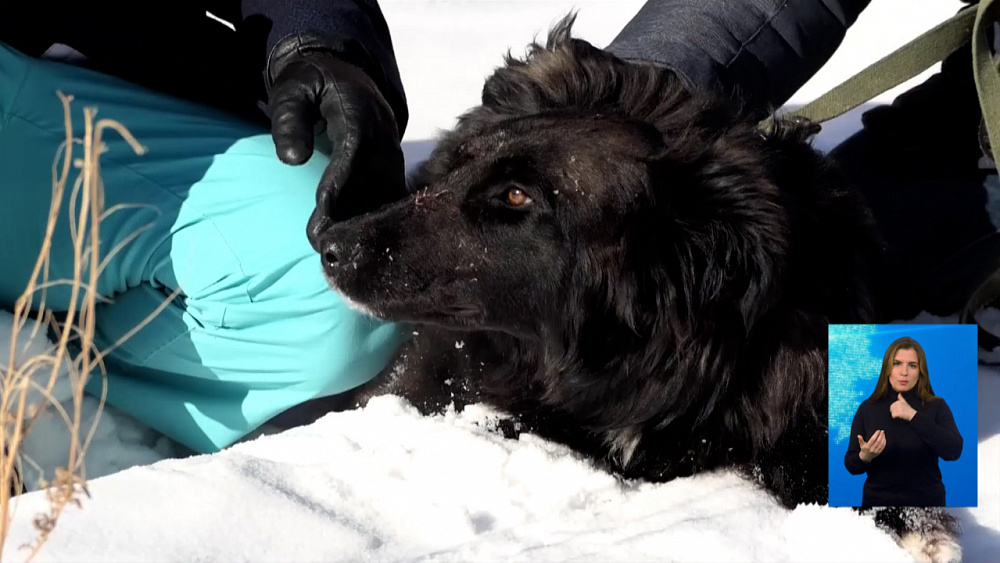 Расстрелянная собака встала на лапы