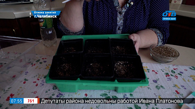 Руки садовода — посев перца на рассаду