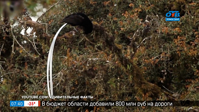 Чей хвост — Астрапия