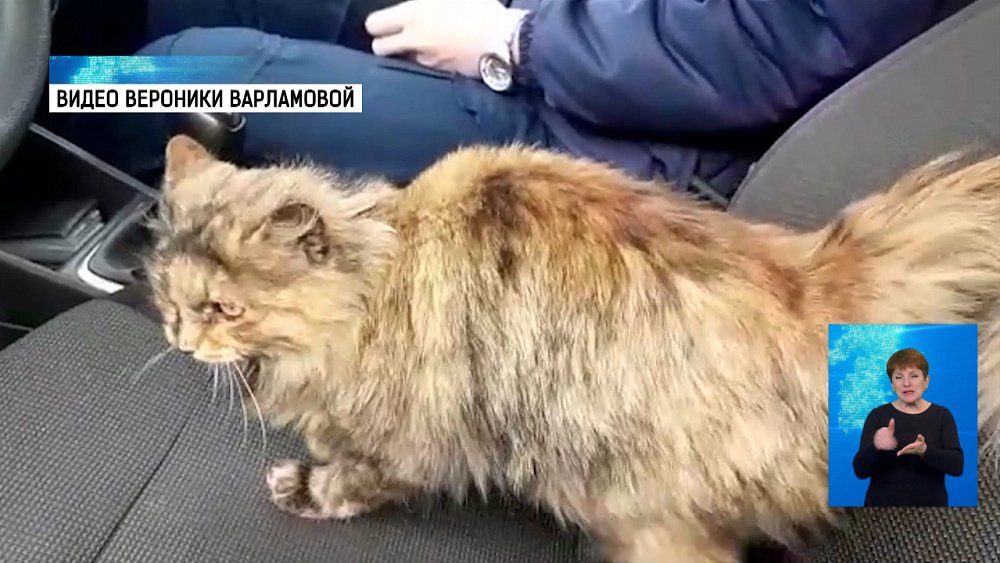 В Челябинске выхаживают кошку-разведчицу