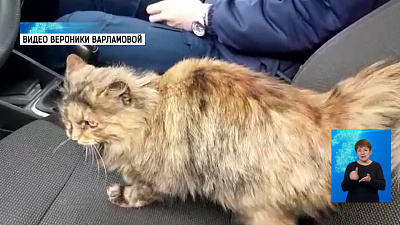 В Челябинске выхаживают кошку-разведчицу