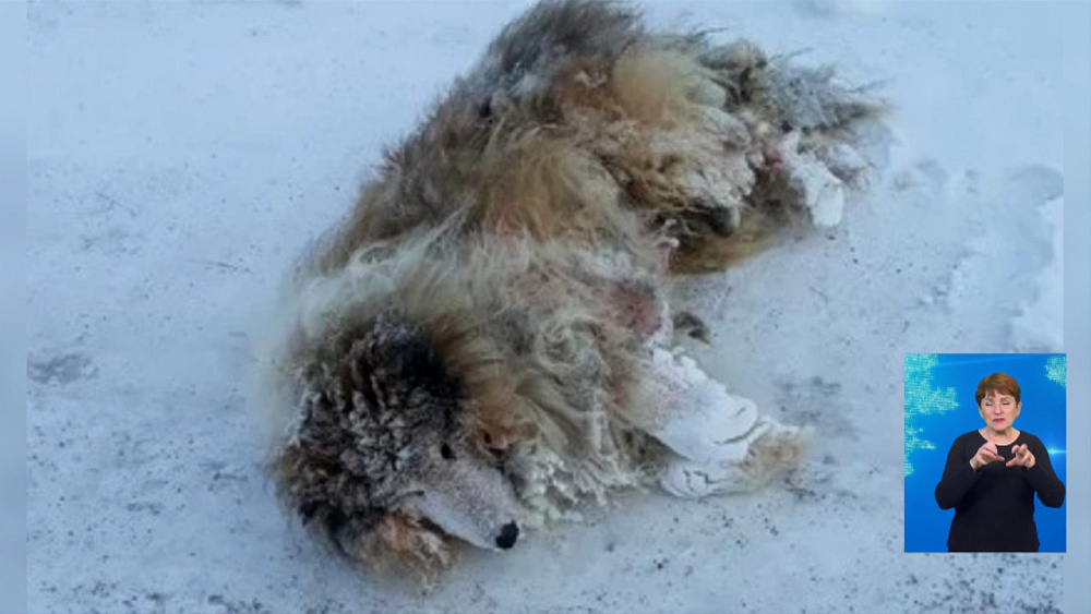 В Златоусте спасли умирающего пса