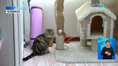 Коты-тиктокеры взорвали социальные сети