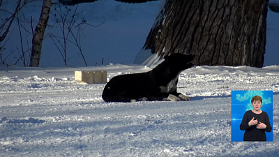Собаки напали на девочку