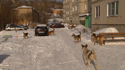 Бродячие псы загрызли домашнюю собаку