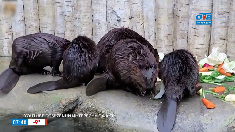 Чей хвост? — Бобр