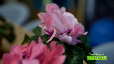 Зеленая передача 04.03.2021